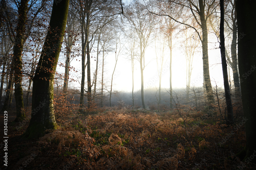 Fototapeta premium Beautiful forest autumn sunrise