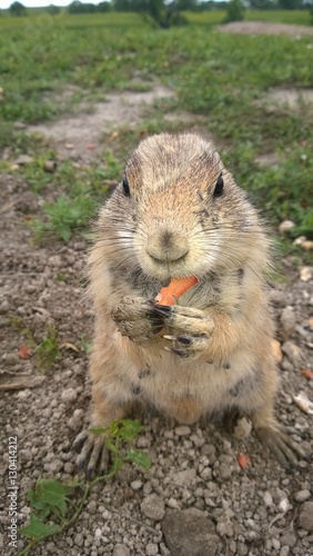 Mother prairie dog eating carrot