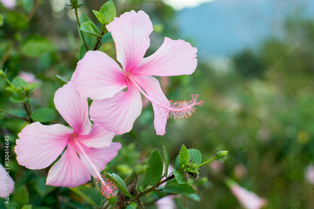 Pink hibiscus flowers Pink hibiscus flowers