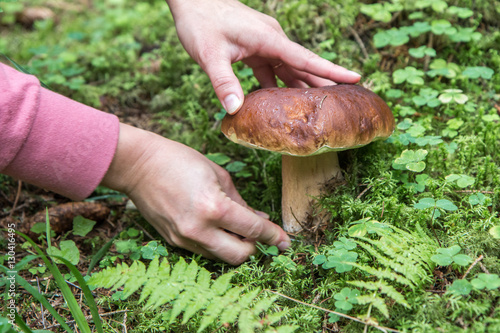 Woman cutting a Boletus mushroom during autumn mushrooming season.