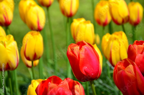 Beautiful spring tulip flowers in Keukenhof park in Netherlands  Holland 