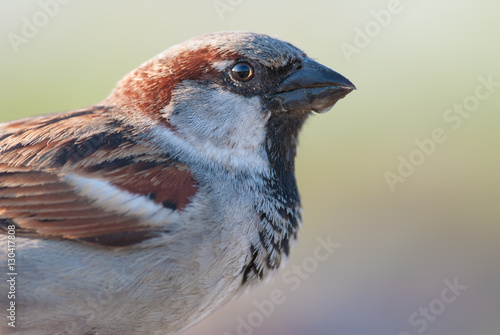 House sparrow portrait with wet beak
