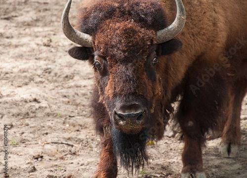 Great American Bison looking forward himself