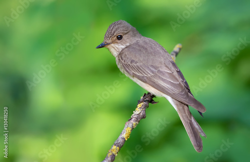 Spotted flycatcher perched on a lichen branch