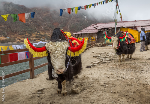 Wild yak animals domesticated and used for tourist ride near Tsomgo (Changu) lake, East Sikkim India. photo