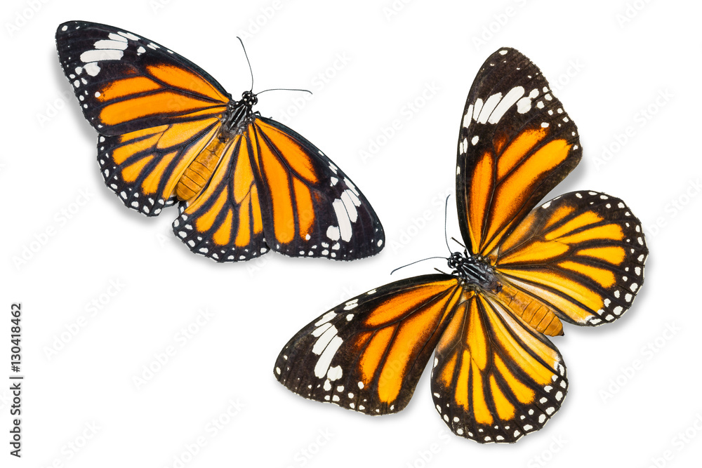 Naklejka premium Common Tiger butterfly