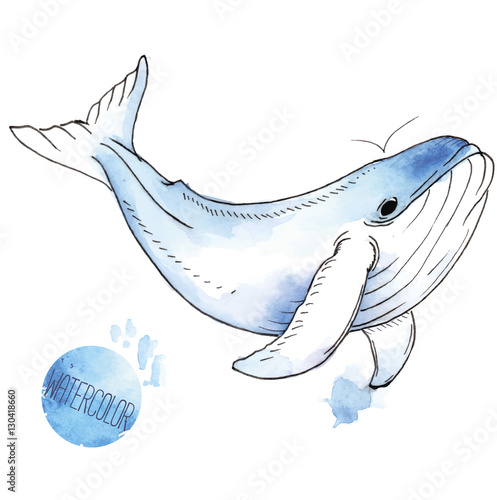 Vector illustration of watercolor whale