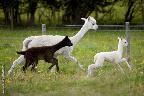 Alpacas at Town End Farm near Kendal in the Lake District National Park, Cumbria, UK photo