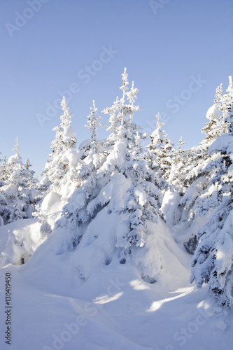 Winter forest. Snow covered spruces. Ural landscape © Crazy nook