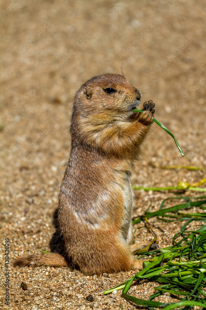 Marmot eating something green leaf Marmot eating something green leaf