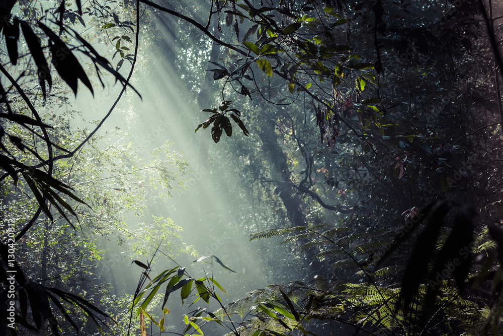 Sunlight rays pour through leaves in a rainforest at Sinharaja F - obrazy, fototapety, plakaty 