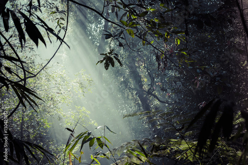 Fototapeta Sunlight rays pour through leaves in a rainforest at Sinharaja F