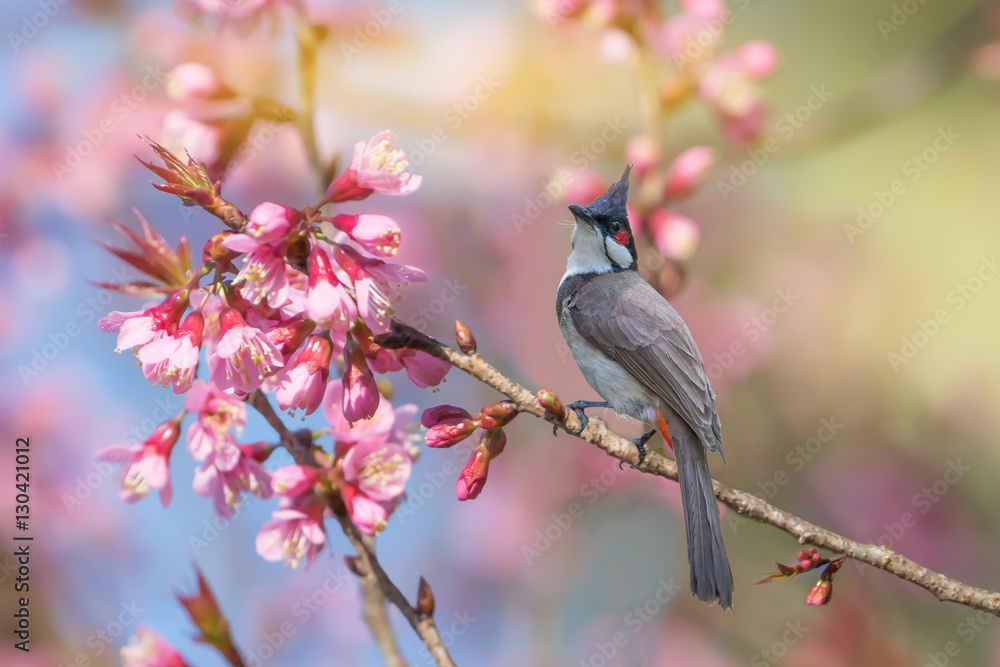 Obraz premium Red-whiskered bulbul (Pycnonotus jocosus) resting on sakura flower /Tall crested bird perching on cherry blossom branch, morning light.