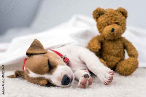 Fototapeta Naklejka Na Ścianę i Meble -  jack