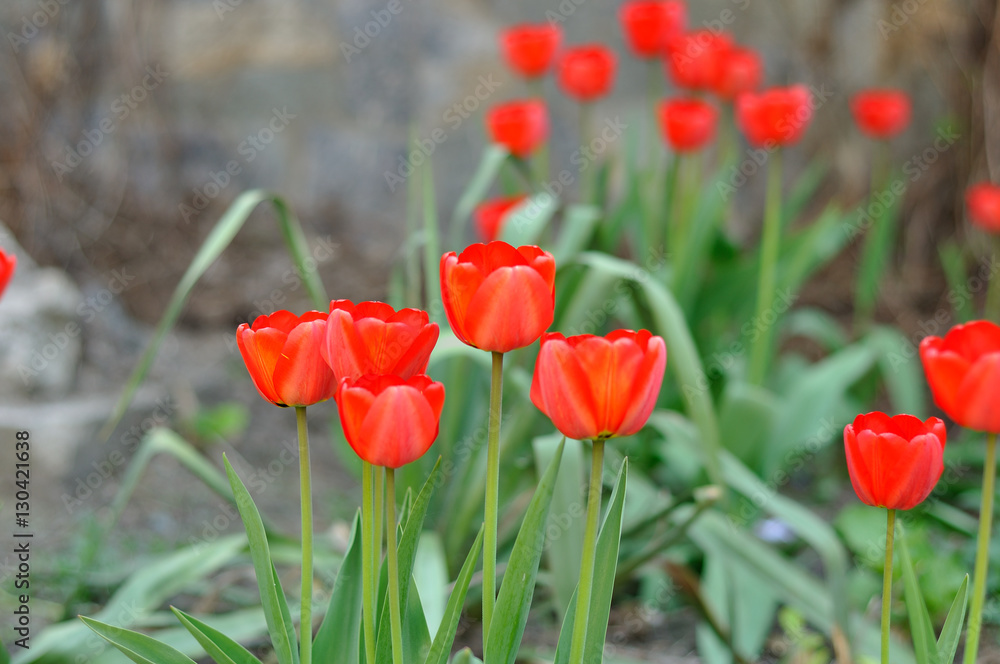 Fototapeta premium tulip