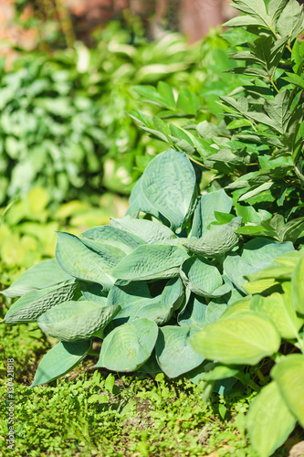 Blue Hosta Siebold (lat. ?osta sieboldiana glauca) varieties of elegans at the flower garden photo