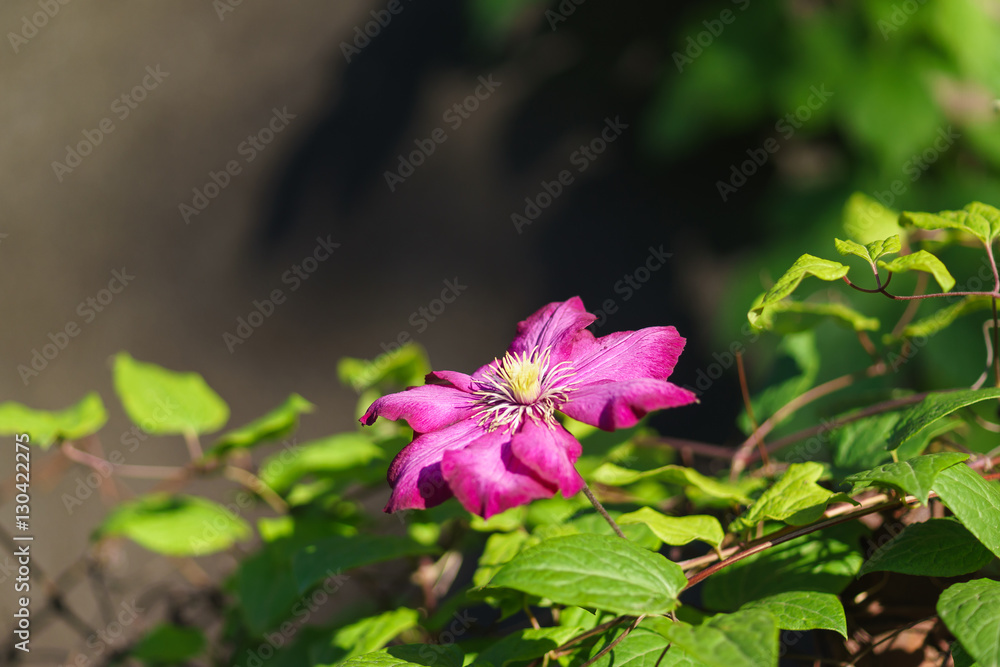 Flower variety of clematis Ville de Lyon (Clematis Ville de Lyon). Group Vititsella Flower variety of clematis Ville de Lyon (Clematis Ville de Lyon). Group Vititsella
