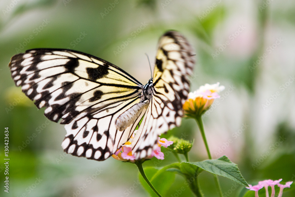 The Malabar tree-nymph or Malabar tree nymph (Idea malabarica white, yellow and black butterfly The Malabar tree-nymph or Malabar tree nymph (Idea malabarica white, yellow and black butterfly