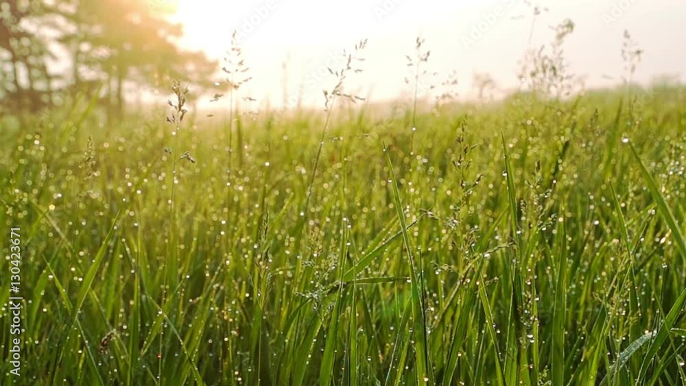 Grass with Dew Drops at sunrise. Blurred Grass Background with Water Drops. Closeup. Nature.
Grass with Dew Drops at sunrise. Blurred Grass Background with Water Drops. Closeup. Nature.