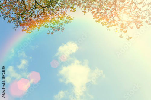 Japanese cherry flower and rainbow in blue sky with cloud. Beaut