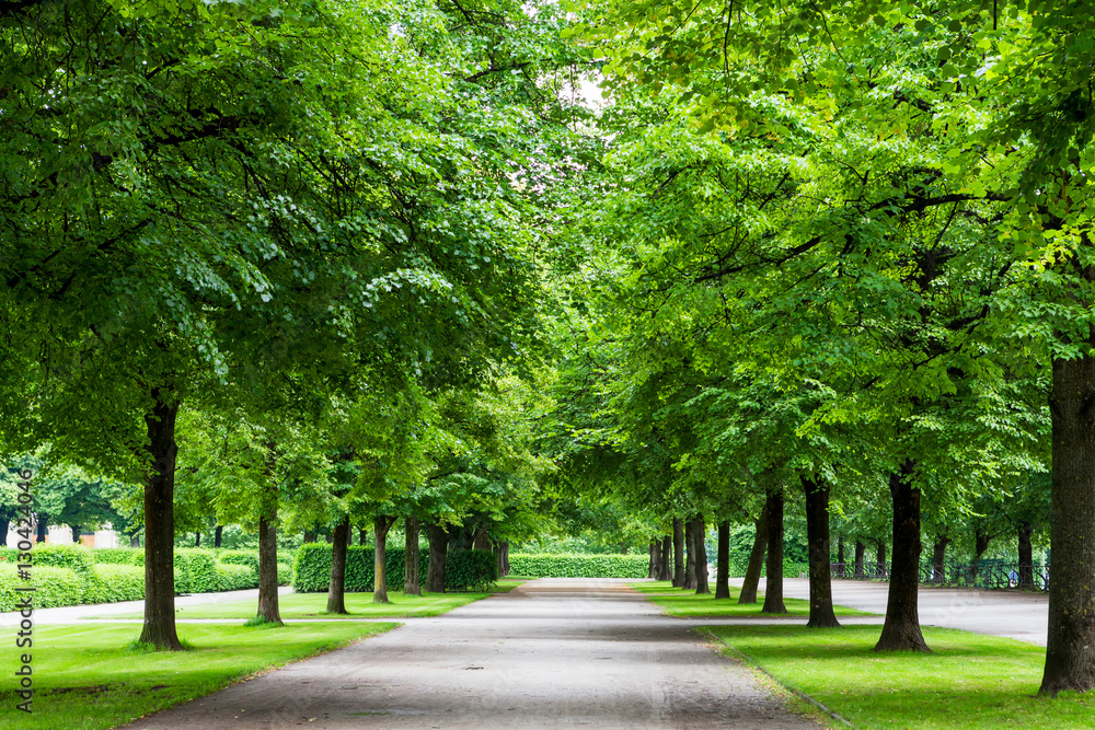 Big trees with road in park. Green nature background.