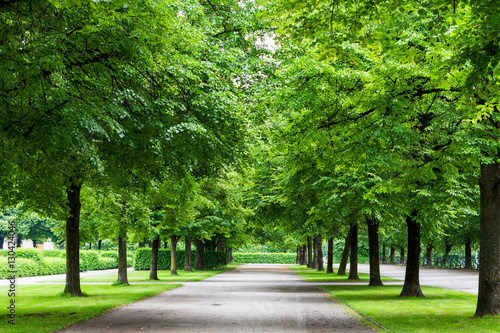 Fototapeta Naklejka Na Ścianę i Meble -  Big trees with road in park. Green nature background.