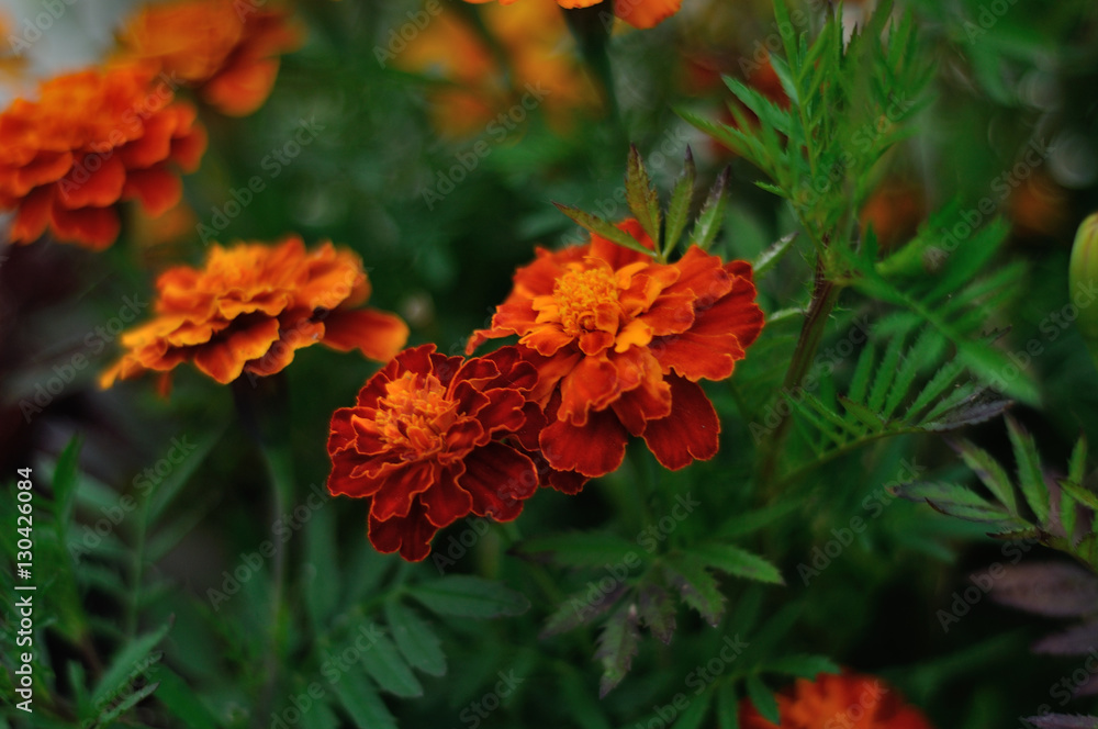 flower flower