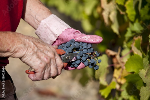 Wine harvest, vendange, Cabernet Franc grapes by hand at Chateau Lafleur at Pomerol in the Bordeaux region of France photo