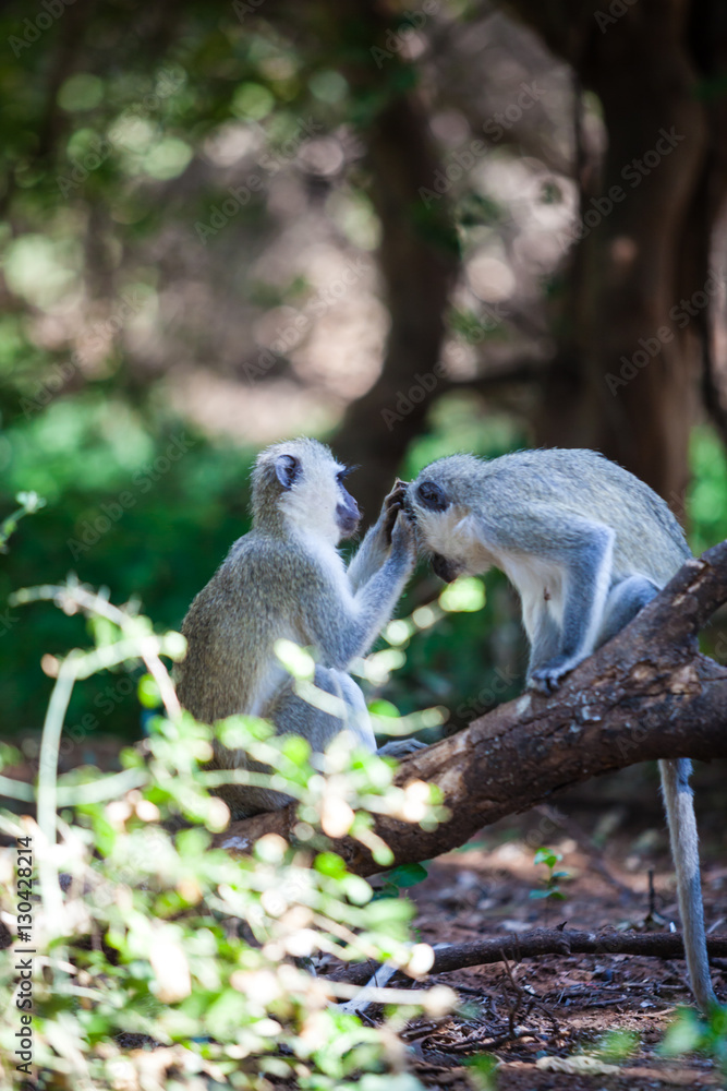 Naklejka premium Monkeys grooming