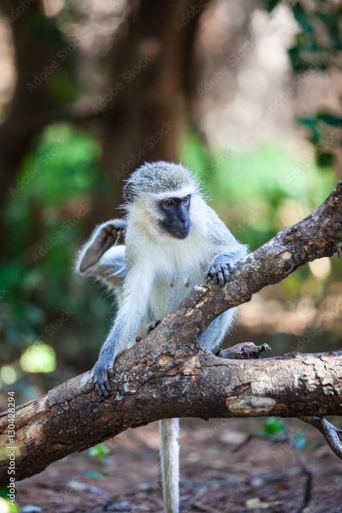 Fototapeta premium Monkey scratching itself