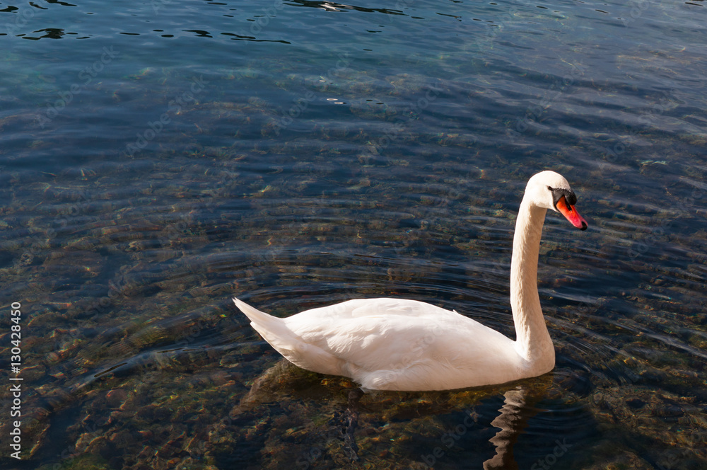 Fototapeta premium Svizzera, 08/12/2016: un cigno nelle acque limpide del fiume Reuss a Lucerna, la città medievale famosa per i suoi ponti di legno coperti