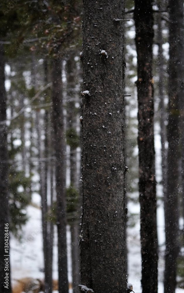 Fototapeta premium Winter Forest During Snow fall with Snowflakes Falling