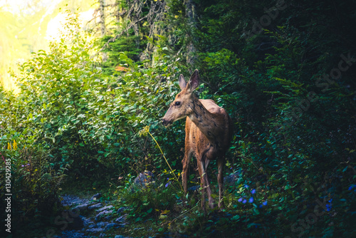 Deer in a forest looking into sunlight.