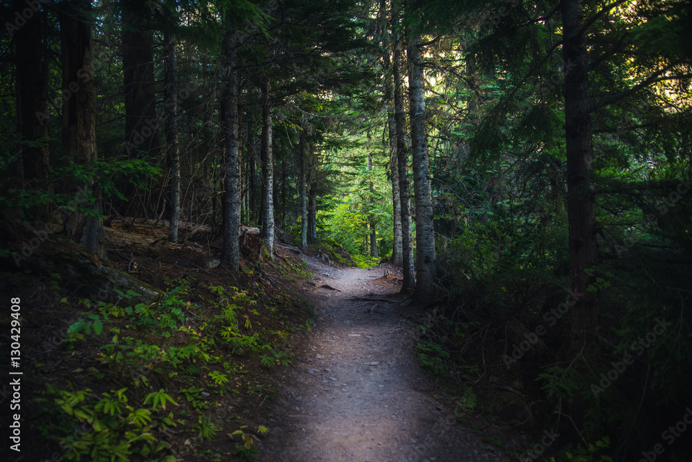 Obraz premium Dark forest path.