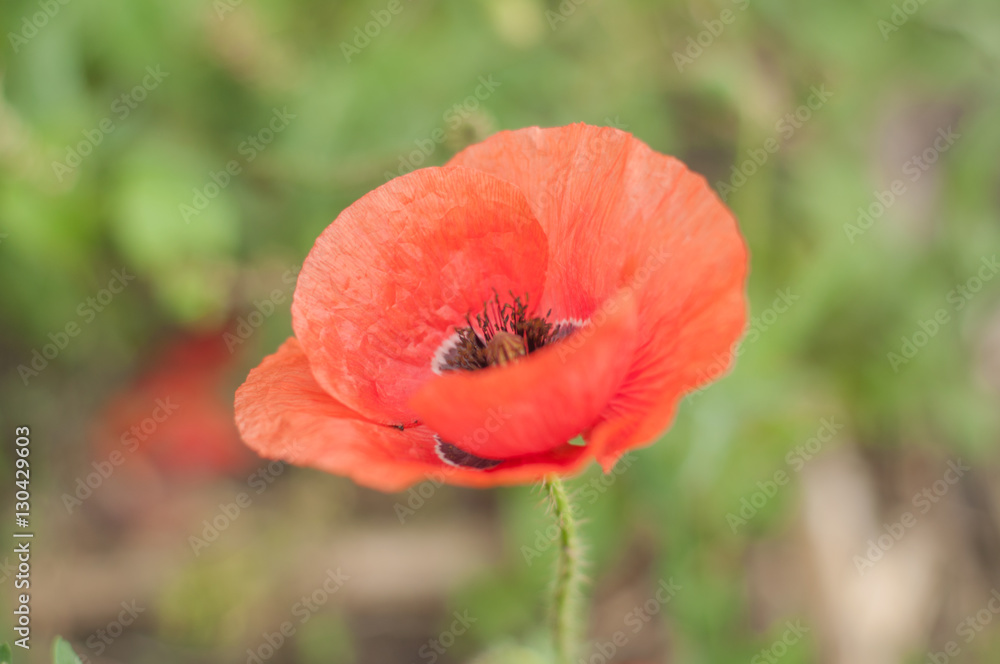 Obraz premium flower