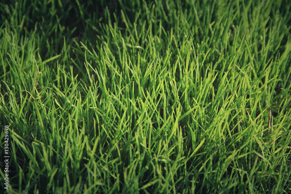 green and fresh grass, background texture green and fresh grass, background texture