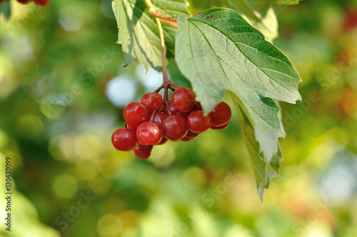 rowan berries