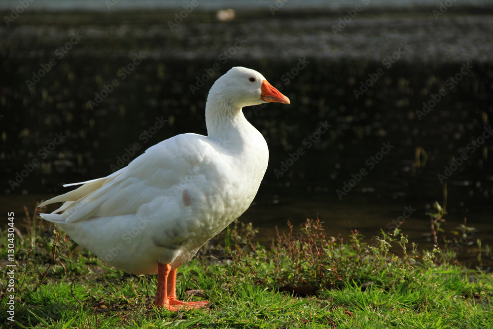 Beautiful White goose in a lake Beautiful White goose in a lake