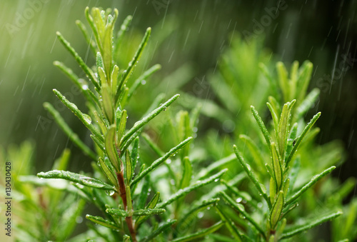 Fresh Rosemary Herb, close-up with water drops in motion.