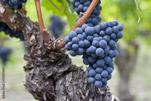 Ripe Cabernet Franc grapes on ancient vine in St Emilion in the Bordeaux region of France