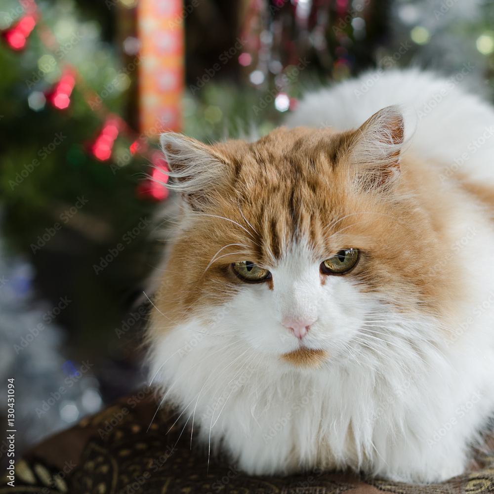 The cat sits on a background of Christmas tree. Selective focus.