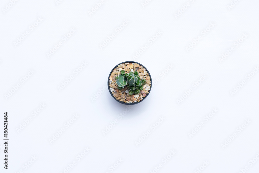 cactus, succulents Top view.. cactus, succulents Top view..