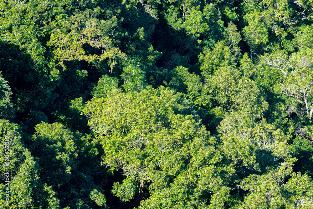 aerial view of forest..