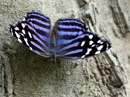 Mexican Bluewing Butterfly - Myscelia ethusa photo