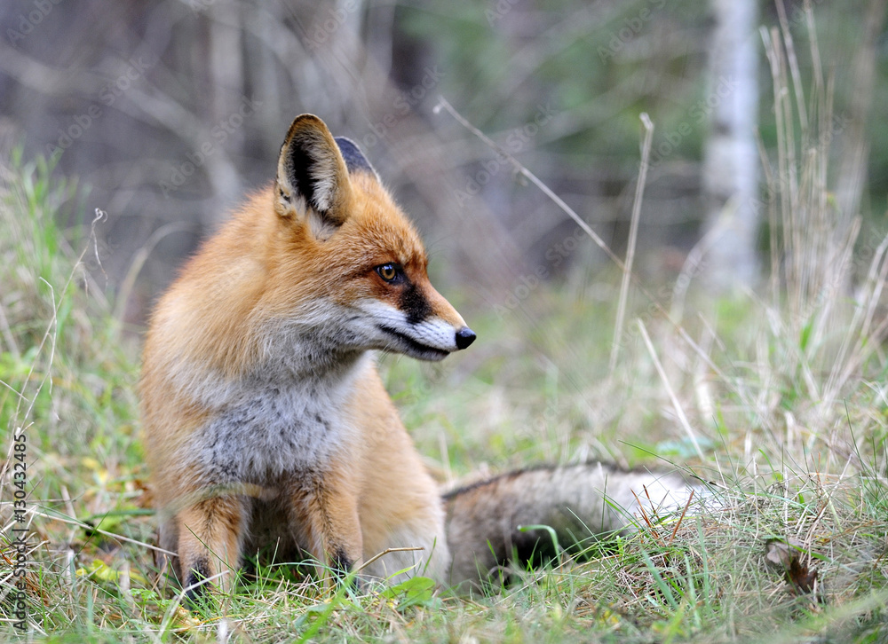 Obraz premium red fox on the hunting