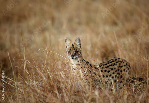 The Serval wild cat is also known as tierboskat photo