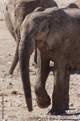 Elephant - Etosha Safari Park in Namibia