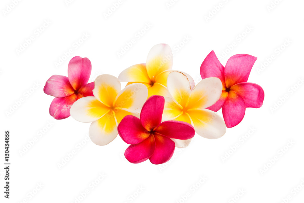 frangipani flower isolated frangipani flower isolated