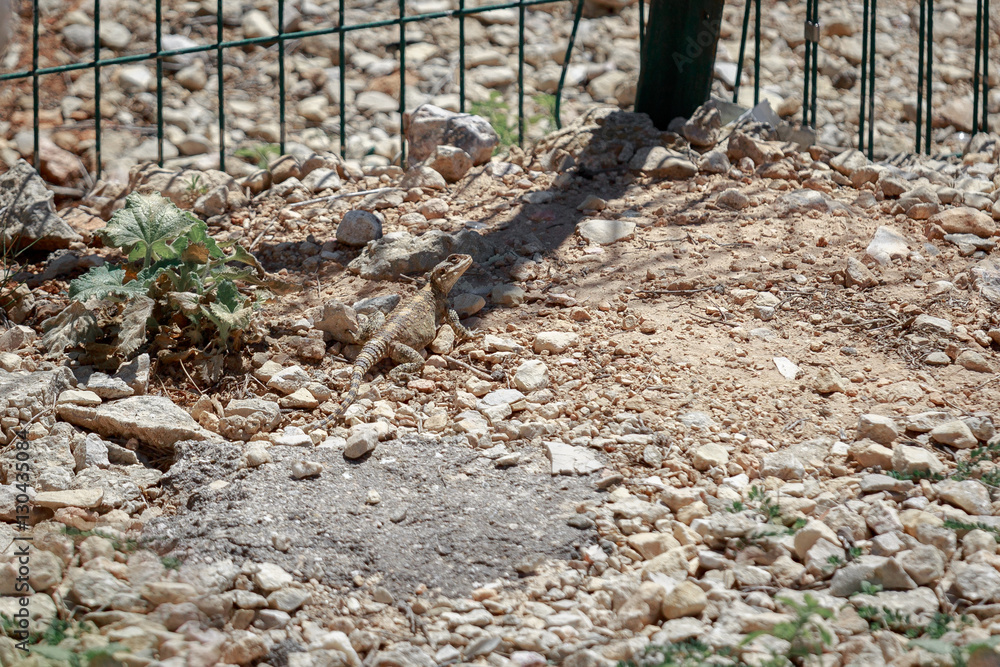 Cute stellio lizard near fence Cute stellio lizard near fence