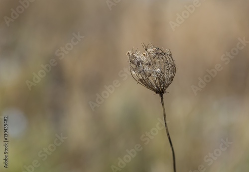 Dry plant photographed in winter.